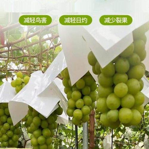 葡萄防鸟防果锈专用塑料套袋防日灼防水防果裂葡萄保护伞果套厂家