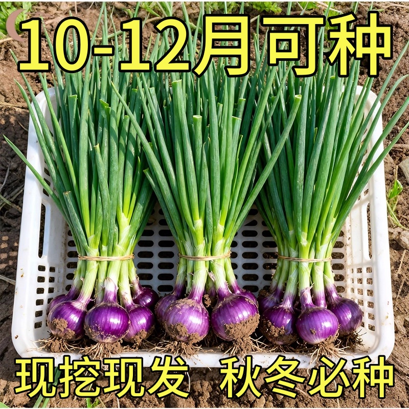 洋葱秧苗山东紫皮洋葱苗水果洋葱苗耐寒易活新鲜栽苗秧子现挖现卖