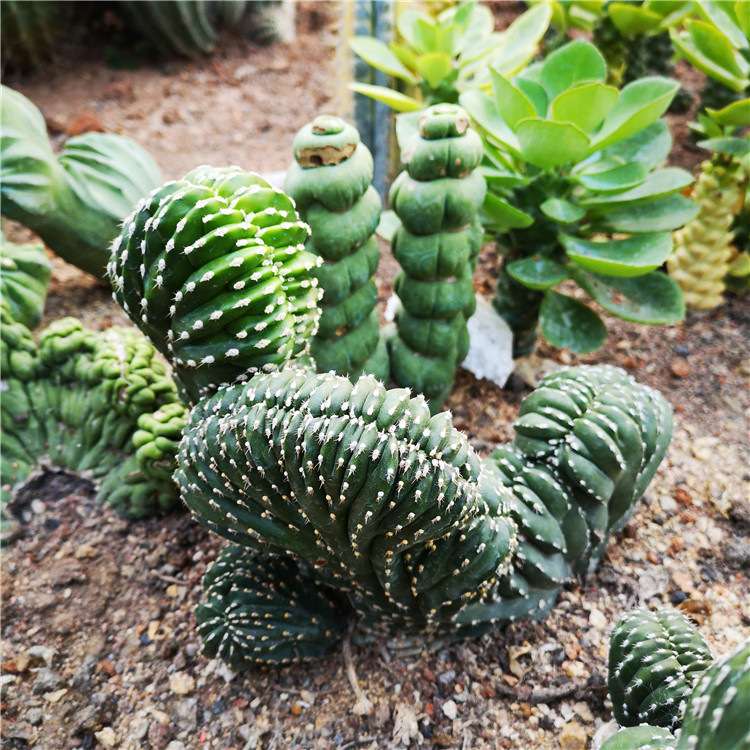 白云阁缀化 仙人柱 白线 盆栽 仙人掌景观 咖啡景观植物 工程