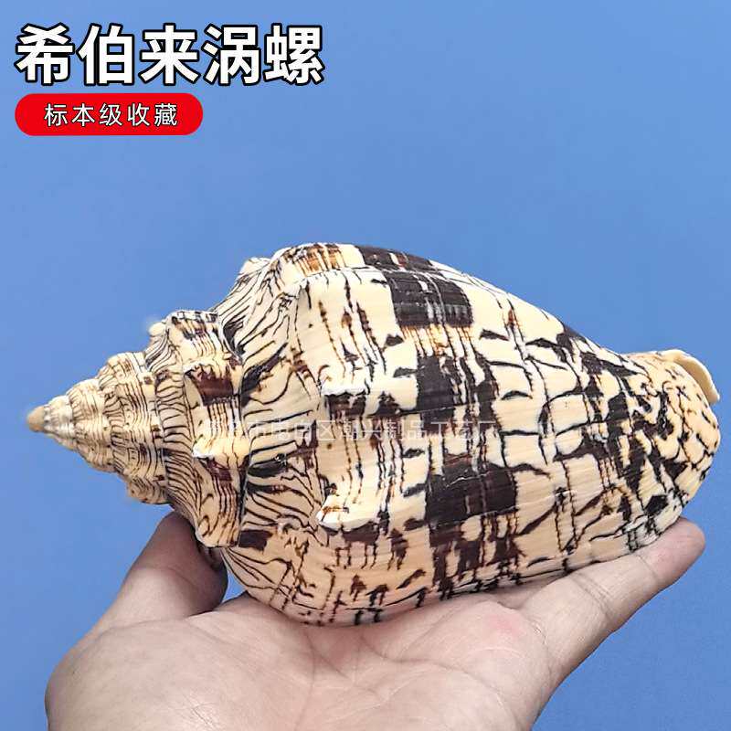 地中海珍稀海螺希伯来涡螺稀有蜗螺具有收藏价值