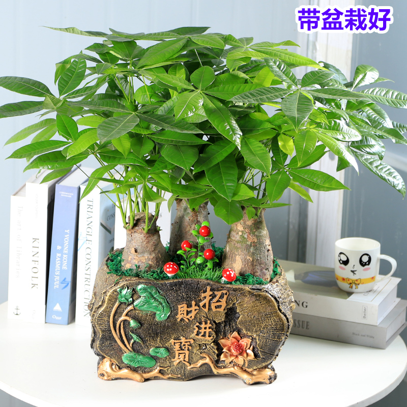 粗壮发财财高端大棵客厅办公室内观叶吸甲K醛净化空气新房盆景栽