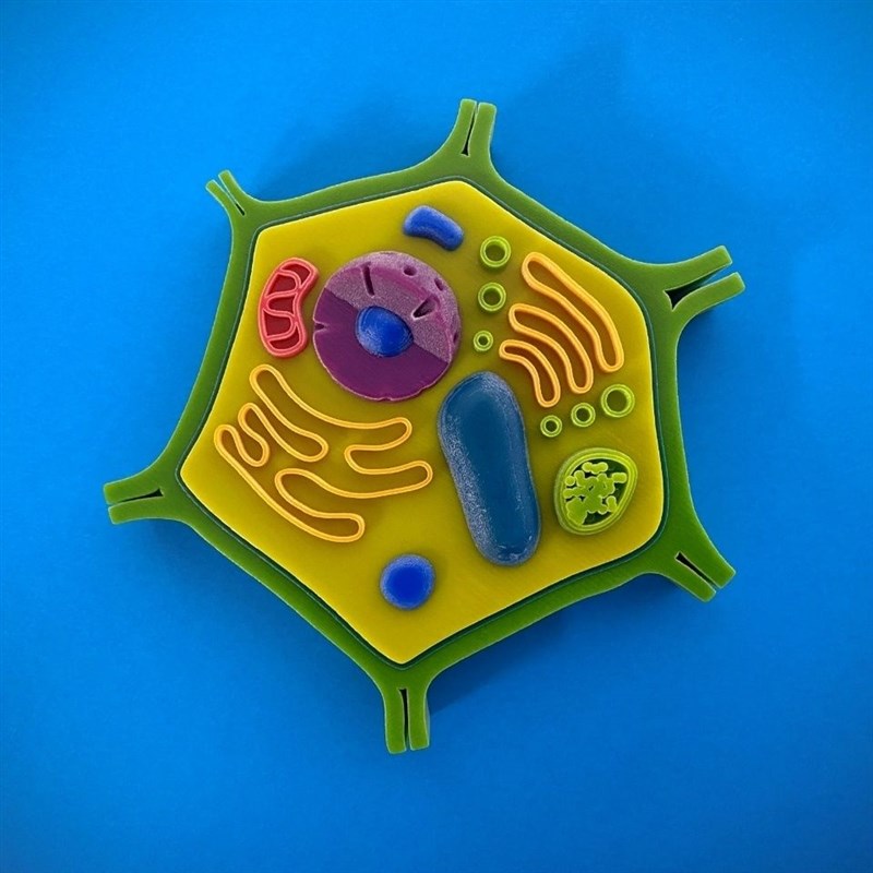 新款生物真核细胞动物q细胞植物细胞模型初中高中生物细胞教学教