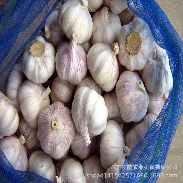 不锈钢耐用大蒜剪杆去胡机 48V电动鲜蒜加工设备 便携式剪杆机