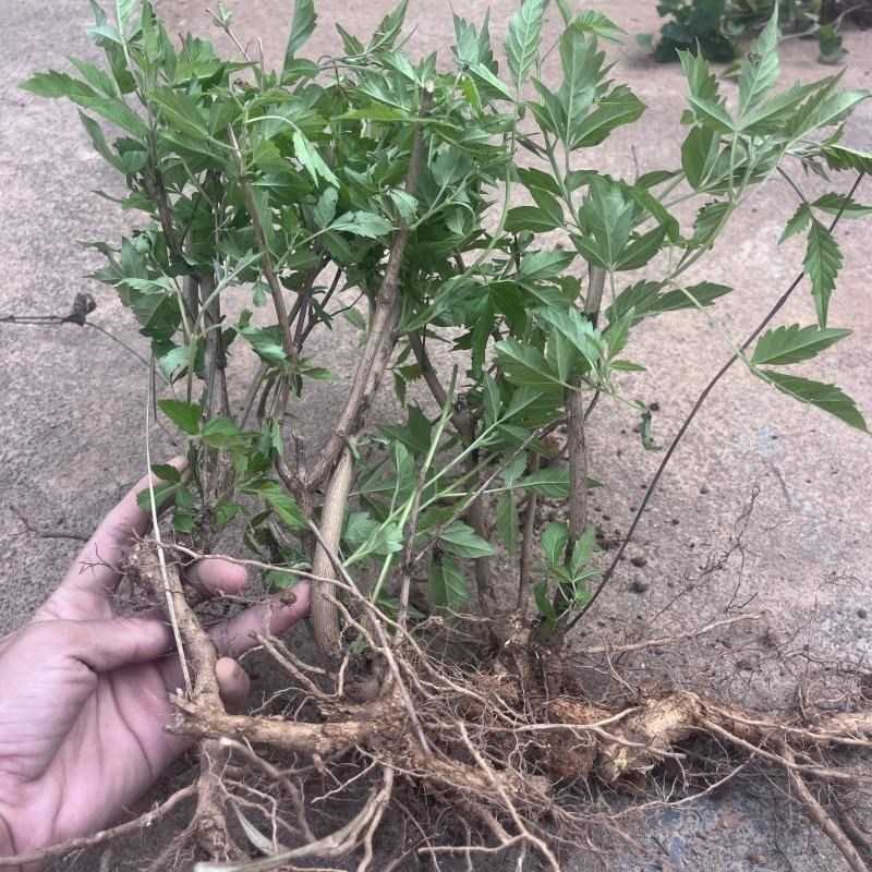 现挖黄荆树苗布惊牡荆条老桩盆景庭院做绿豆腐草木灰原.料蜜源树