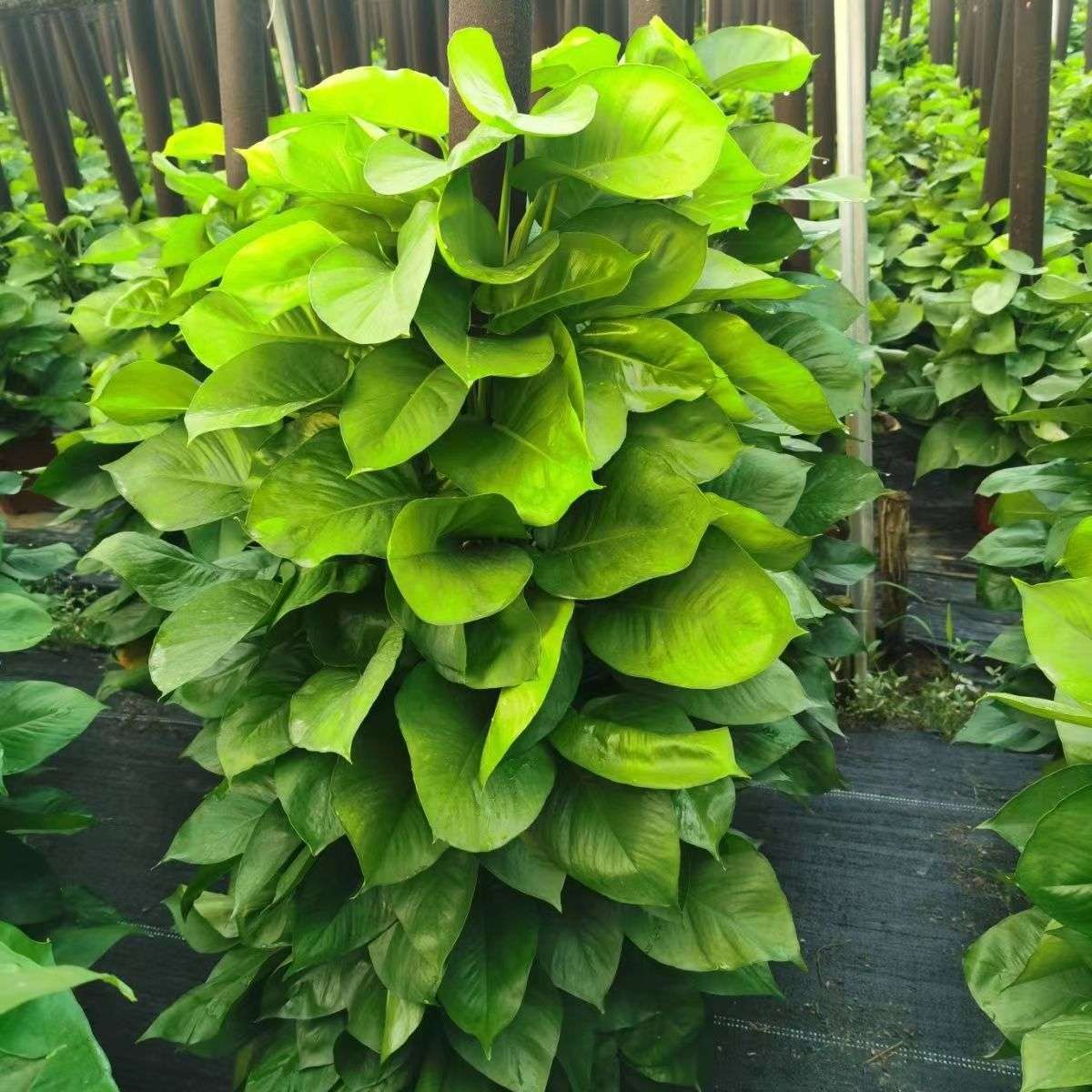 大叶绿萝柱 小叶绿萝柱大型盆栽树桩花卉室内观赏植物