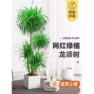 网红龙须树盆栽龙血树办公室客厅大型绿植轻奢室内植物多头龙铁树