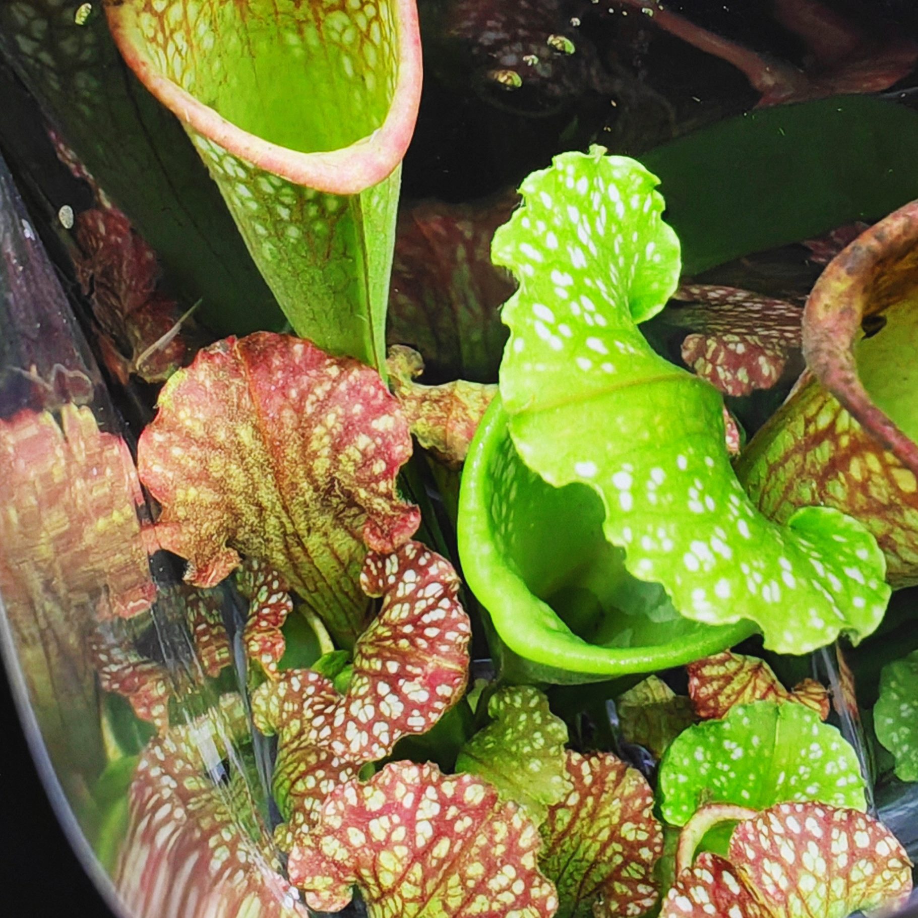 菲免浇客厅食虫植物水草园艺阳台办公室花束绿植易养吸水朗瓶子盆