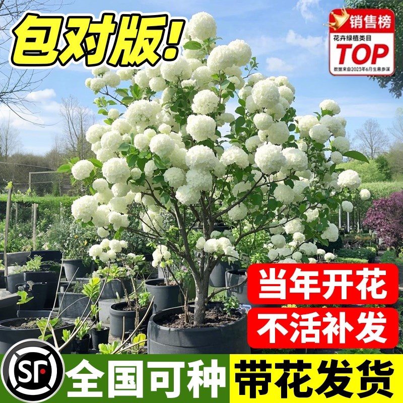 中华木绣球树苗大花无尽夏花斗球苗老桩白麻球庭院别W墅木本风景