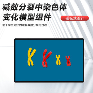 磁吸式减数分裂中染色体变化模型组件磁贴高中生物实验器材教学仪