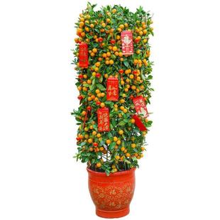 年桔盆栽带果新年大型金橘树年宵花金桔树四季桔室内客厅春节送礼