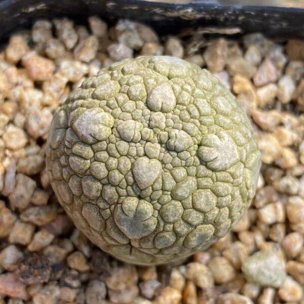 凝蹄玉 萝藦科实生籽播多肉植物稀有珍贵品种开花仙人球