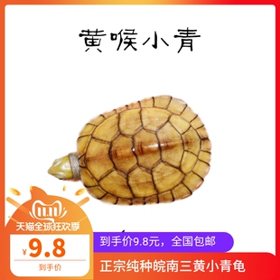 纯种皖南b三黄发色小青龟苗干苗种龟黄喉拟水龟乌龟深水龟活物全