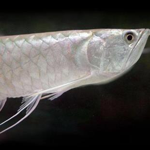 热带观赏鱼大型苗中练手银龙白子红眼黄化七彩银龙龙鱼银龙鱼活鱼