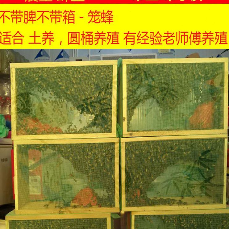 笼脾群蜂双活王中包邮出售蜂箱子色蜂群蜜蜂带土蜂群蜂蜂群带带群