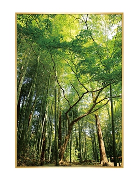 绿色参天大树装饰画竹子森林风景挂画长方形竖版壁画家庭玄关网红