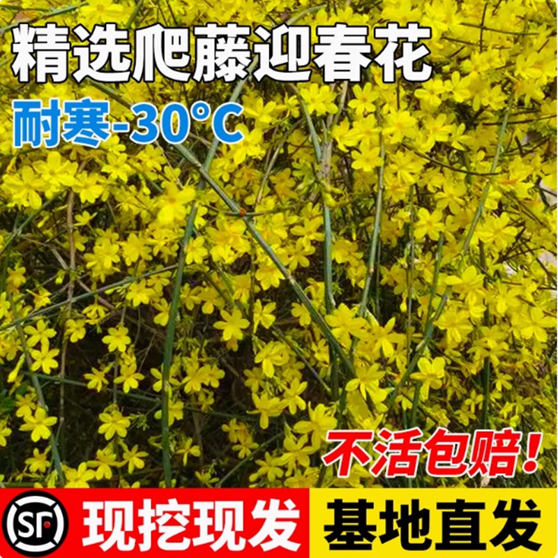 迎春花苗 迎春小苗 报q春花 垂吊花 庭院园林工程绿化苗木地被植