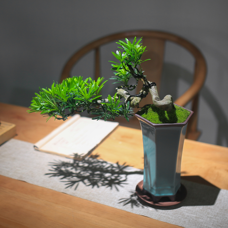 罗汉松盆景c室内k植物摆件造景绿植桌面新中式茶桌造型悬崖老桩盆
