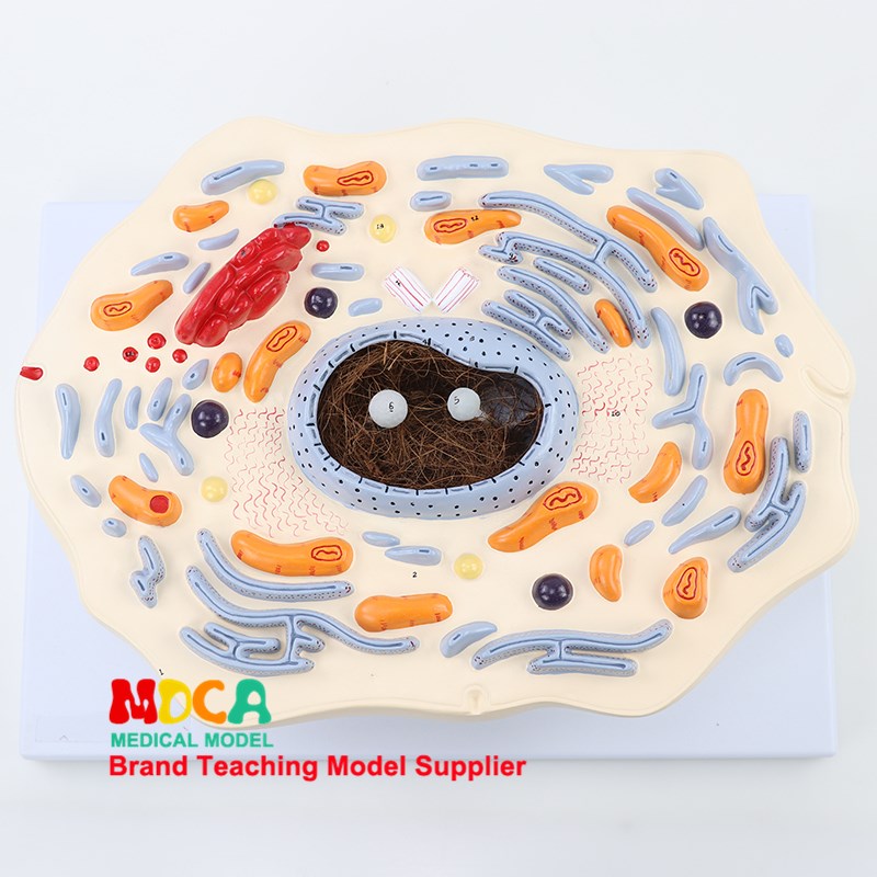 动物细胞模型显微结构解剖模x型细胞膜细胞质细胞核线粒体染色体