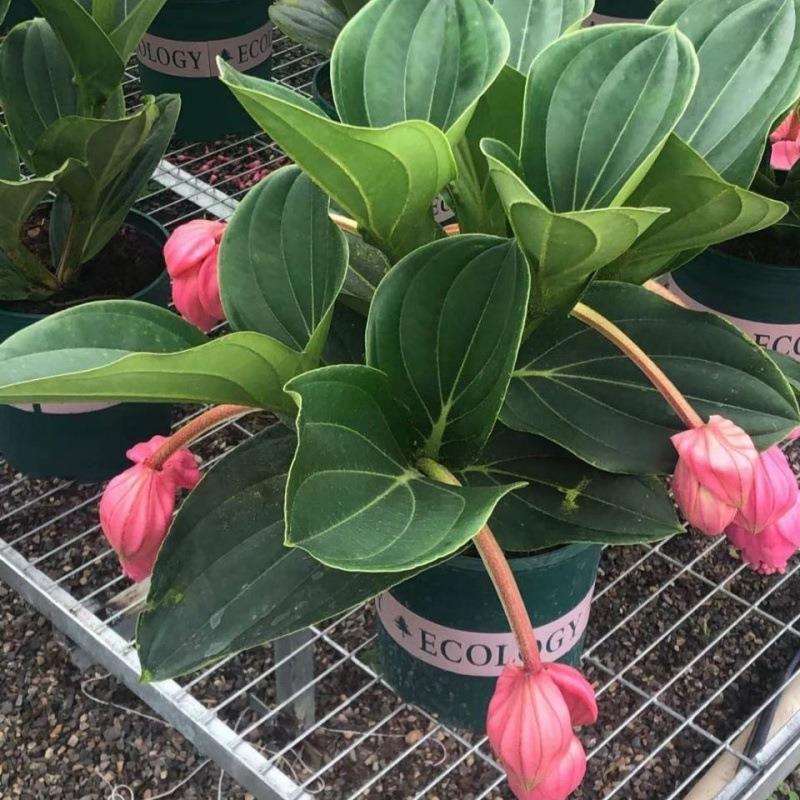 荷兰进口宝莲灯盆栽美丁花高档花卉室内盆栽花卉开花小苗基地