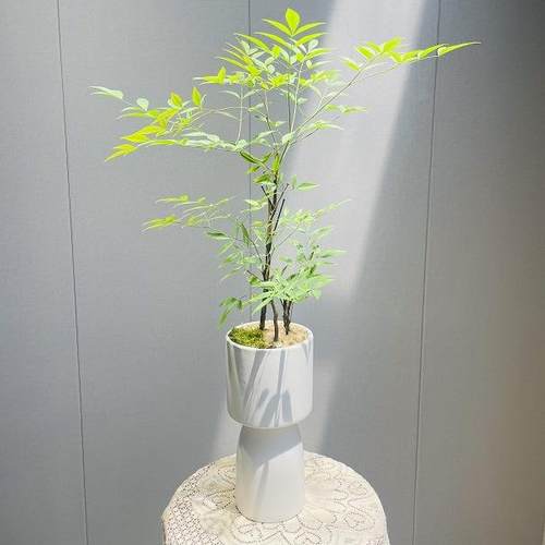 南天竹绿植盆栽常绿小灌木植物室内花卉鲜切枝吊钟马醉木平替植物
