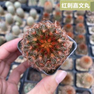 红刺嘉文丸仙人球实生乳突球属稀有品种精品开花仙人掌多肉植物花