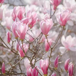 玉堂春玉兰树苗二乔玉兰黄玉兰白玉兰紫玉兰红玉兰迎春花绿化树苗