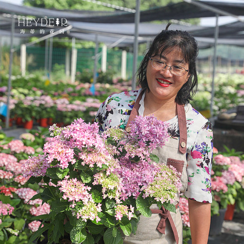 海蒂的花园新品大花绣球花苗无尽夏蒙娜丽莎重瓣绣球阳台花园盆栽