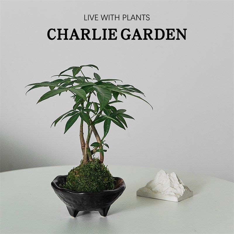 招财发财树苔藓球中式禅意办公室C客厅茶座水培好养绿植四季常青