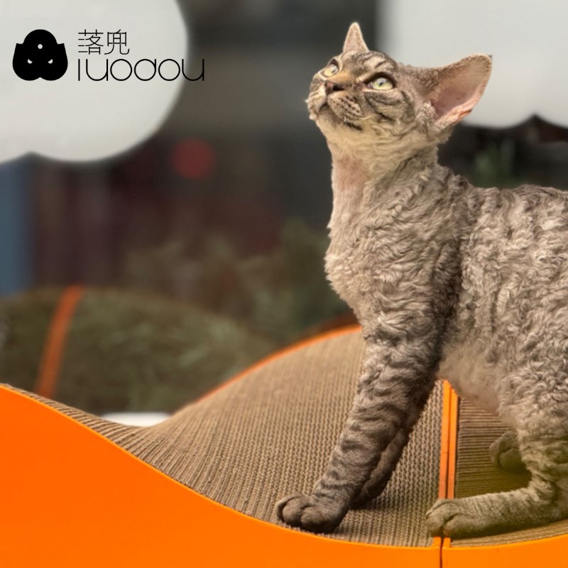 落兜多维曲面猫抓板 磨爪猫窝一体猫咪玩具 Petisan