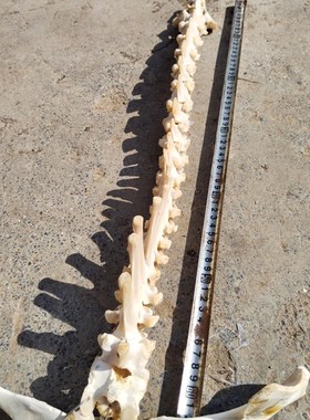 诸葛渊脊骨剑骨架创造作山羊脊椎骨一套完整制作收藏摆件拼装练习