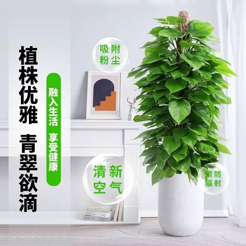 大叶绿萝柱盆栽客厅绿植室内吸甲醛净化空气办公室大型绿箩好养活