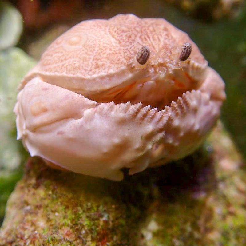 面包蟹馒头蟹红斑斗蟹翻砂钻砂海水小螃蟹观赏寄居蟹宠物海水鱼缸