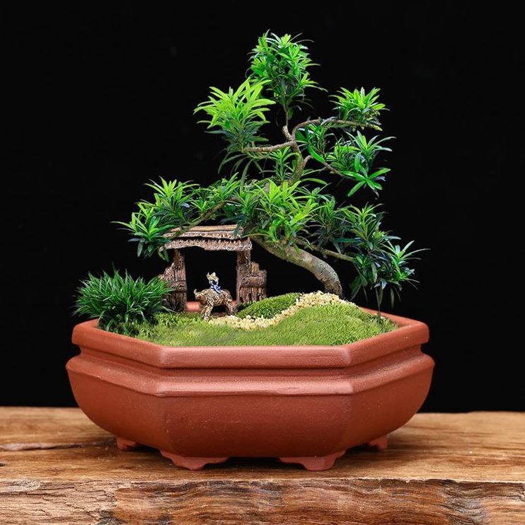 小号桌面精盆六角陶瓷盆景个性多肉紫砂花盆美菖蒲四方盆古典批发