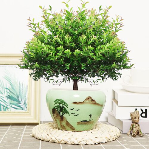 小叶赤楠老桩盆景花卉植物四季常青陶瓷盆室内好养客厅办公室造型