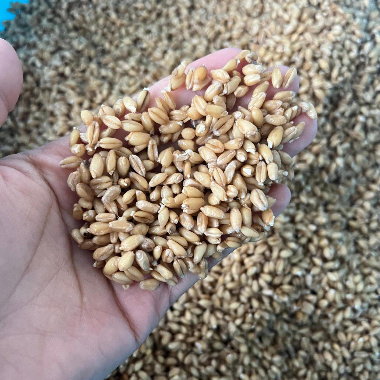 科尔黄豆微波熟化设备杂粮低温烘焙机黑米烘焙熟化设备
