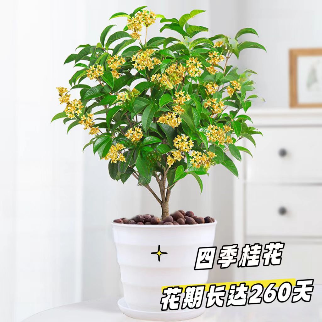 四季开花耐寒耐热浓香型