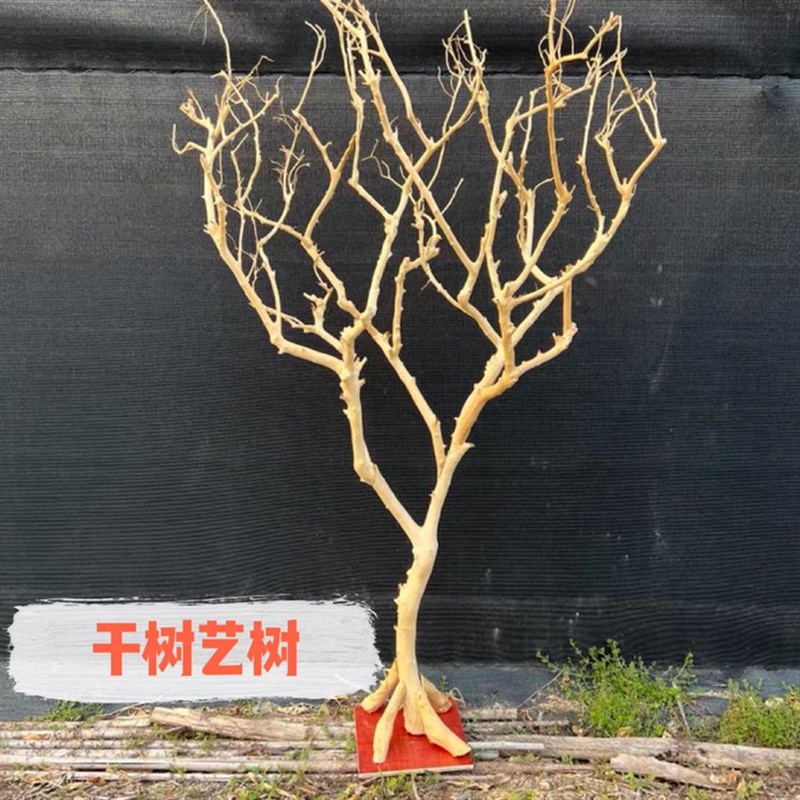 去皮干树枝造景干枝树干许愿树枯树室内造型树枝干原木树枝装饰树