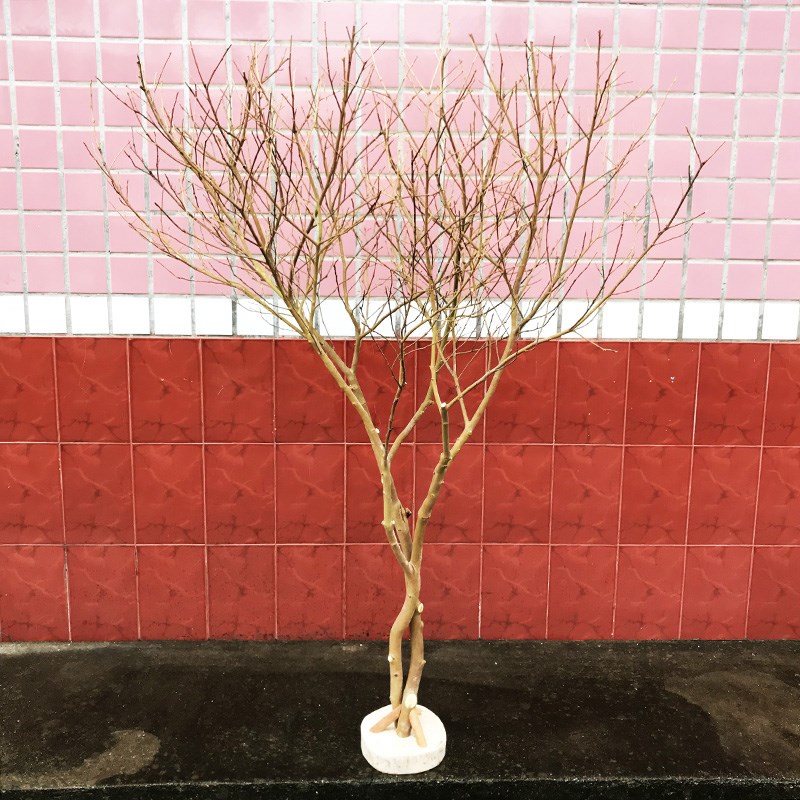 树装饰原木大型干树枝落地摆件橱窗饰品活动道具实木干枝干树