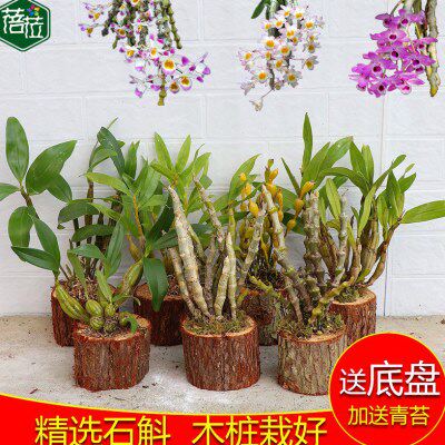 精选石斛枫斗 带木桩栽好 铁皮石斛蜂腰石斛稀有石斛名贵石斛栽好