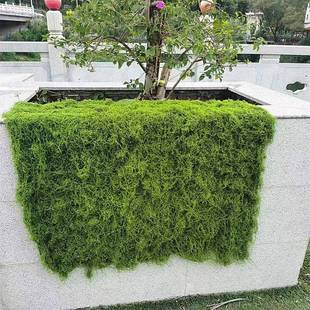 仿真苔藓景草D-034皮仿造生人造假青苔微观布置件草坪盆景盆摆栽