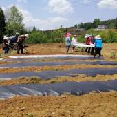 全生可降解农用地膜除草黑膜白膜蔬大棚菜OLD瓜果物降环保塑解料