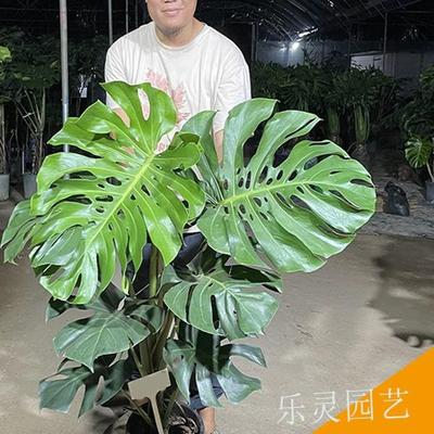 叶巨型大龟背竹老桩盆栽绿植物室F966H75J内大绿植龙鳞一物拍根乐