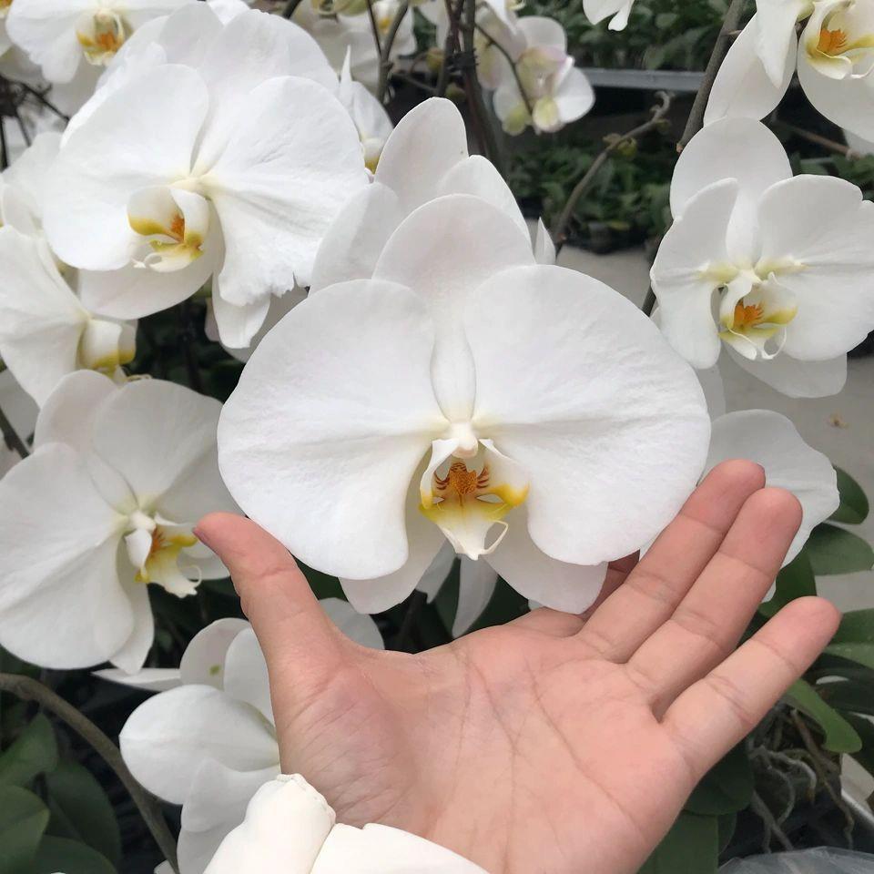 白色蝴蝶蝴蝶兰庆鲜花基地直花批兰花婚酒兰店装饰材V3大白A级切