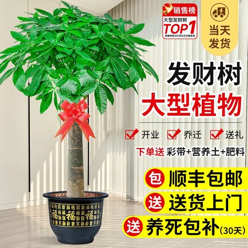 大型发财树盆栽客厅招财树室内好养绿植物办公室乔迁开业花卉盆景