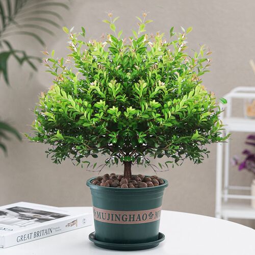 小叶赤楠老c桩盆景花卉植物四季常青陶瓷盆室内好养客厅办公室造