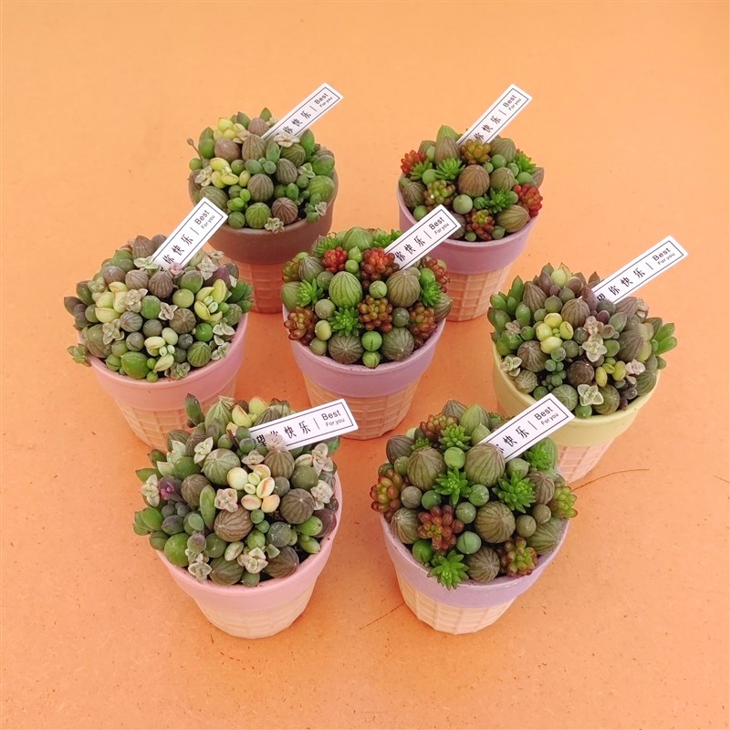 多肉糖果b西瓜球组合创意小盆栽小珠子植物搭配有意思的冰激凌花