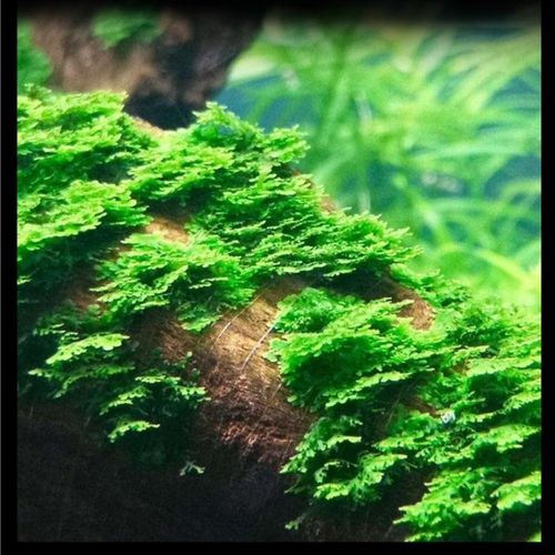 好养无需二氧化碳前景草坪爬地矮珍珠网片鱼缸造景水族箱前景水草