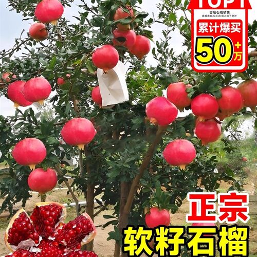 石榴树苗番d石突尼斯软籽无子四季庭院盆景栽特大甜带土石榴果树