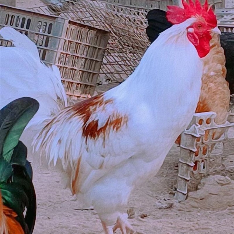 纯白鸡宠物鸡白羽鸡红羽观赏鸡成年鸡下蛋鸡花柴鸡老品种鸡