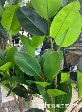 橱仿真橡皮榕室内厅落地盆栽服琴装JK—A002店窗客绿色假植物叶榕